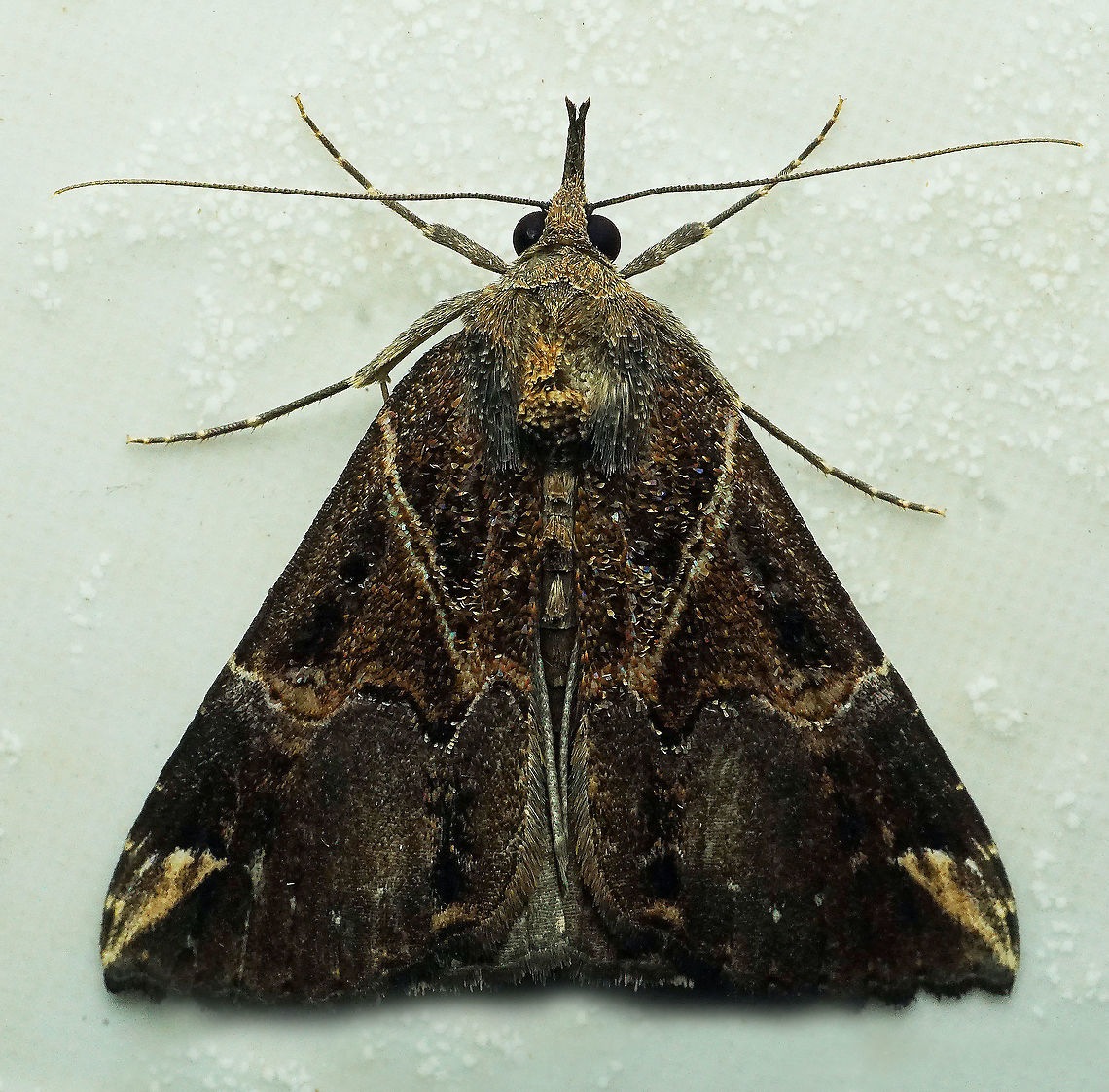 Hypena coatilis Dapa, Valle Del Cauca<br />
2100m Hypena coatilis