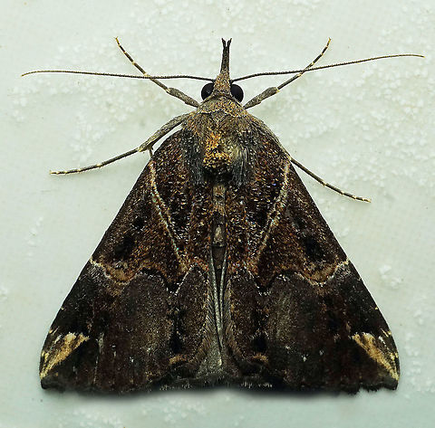Hypena coatilis