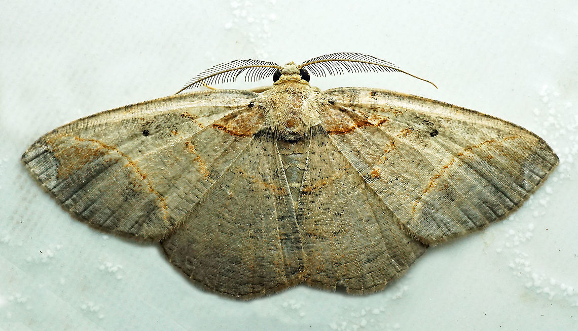 #746 Dapa, Valle Del Cauca<br />
2100m