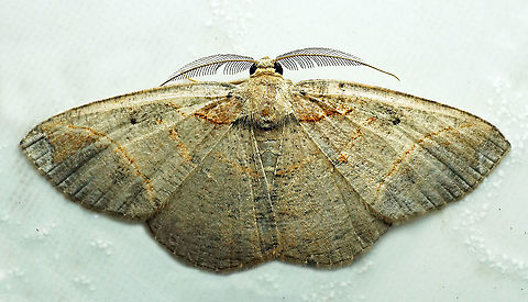 #746 Dapa, Valle Del Cauca
2100m