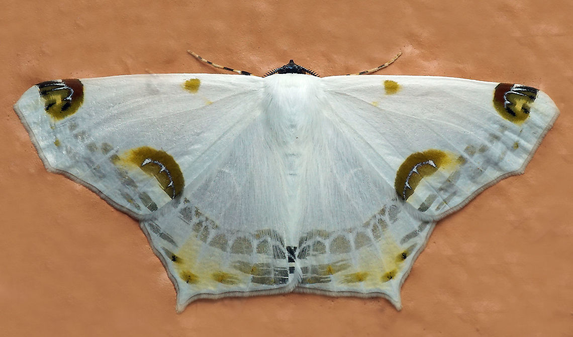 Sericoptera mahometaria Dapa, Valle Del Cauca<br />
2100m Sericoptera mahometaria