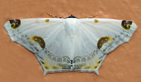 Sericoptera mahometaria Dapa, Valle Del Cauca
2100m Sericoptera mahometaria