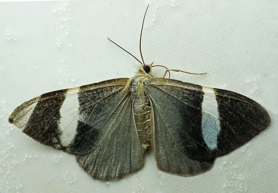 Hagnagora sp. Dapa, Valle Del Cauca<br />
2100m