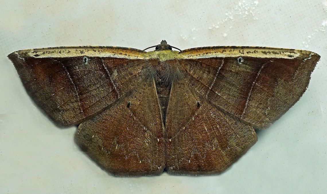 Cimicodes albicosta Dapa, Valle Del Cauca<br />
2100m Cimicodes albicosta