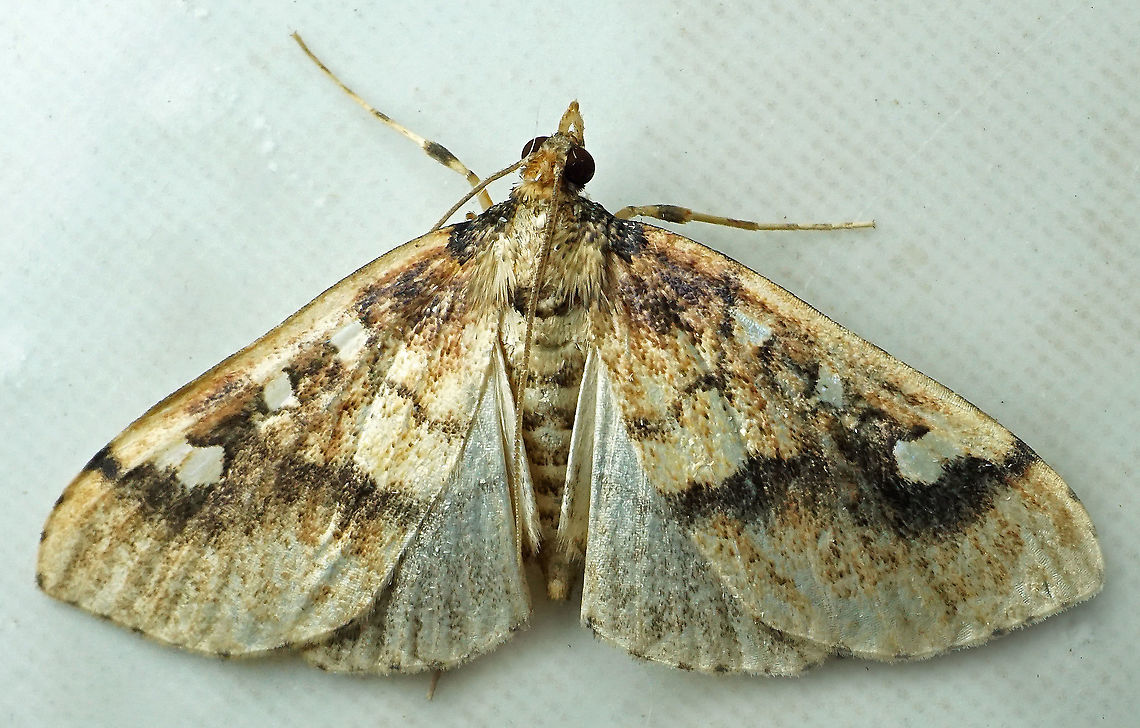 #749 Dapa, Valle Del Cauca<br />
2100m