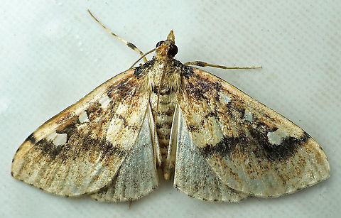 #749 Dapa, Valle Del Cauca
2100m