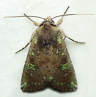 #750 Dapa, Valle Del Cauca
2100m