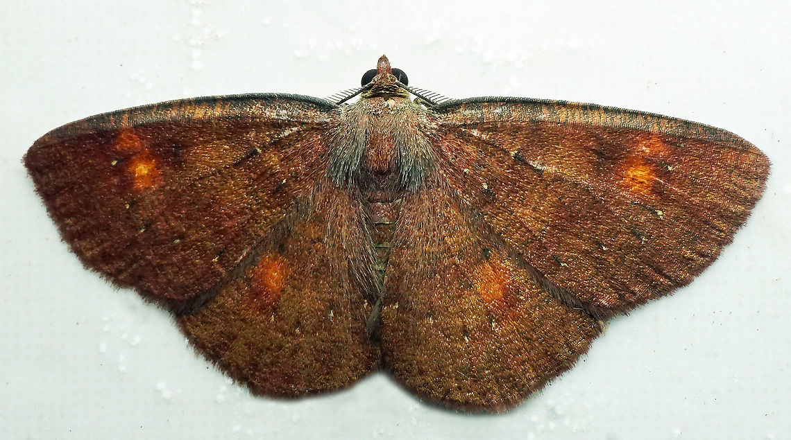 #751 Dapa, Valle Del Cauca<br />
2100m