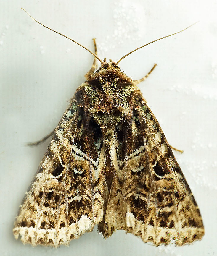 #752 Dapa, Valle Del Cauca<br />
2100m