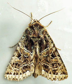 #752 Dapa, Valle Del Cauca
2100m