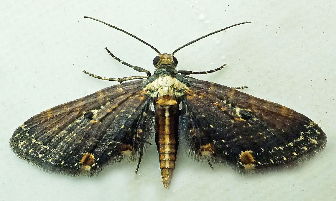 Eupithecia sp. Dapa, Valle Del Cauca<br />
2100m