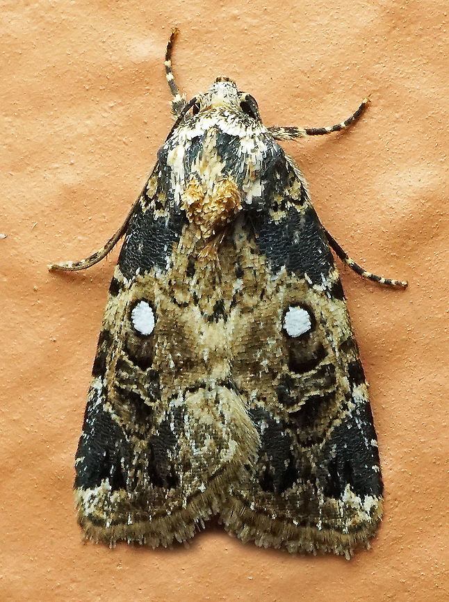 Elaphria sp. Dapa, Valle Del Cauca<br />
2100m Elaphiriasp.