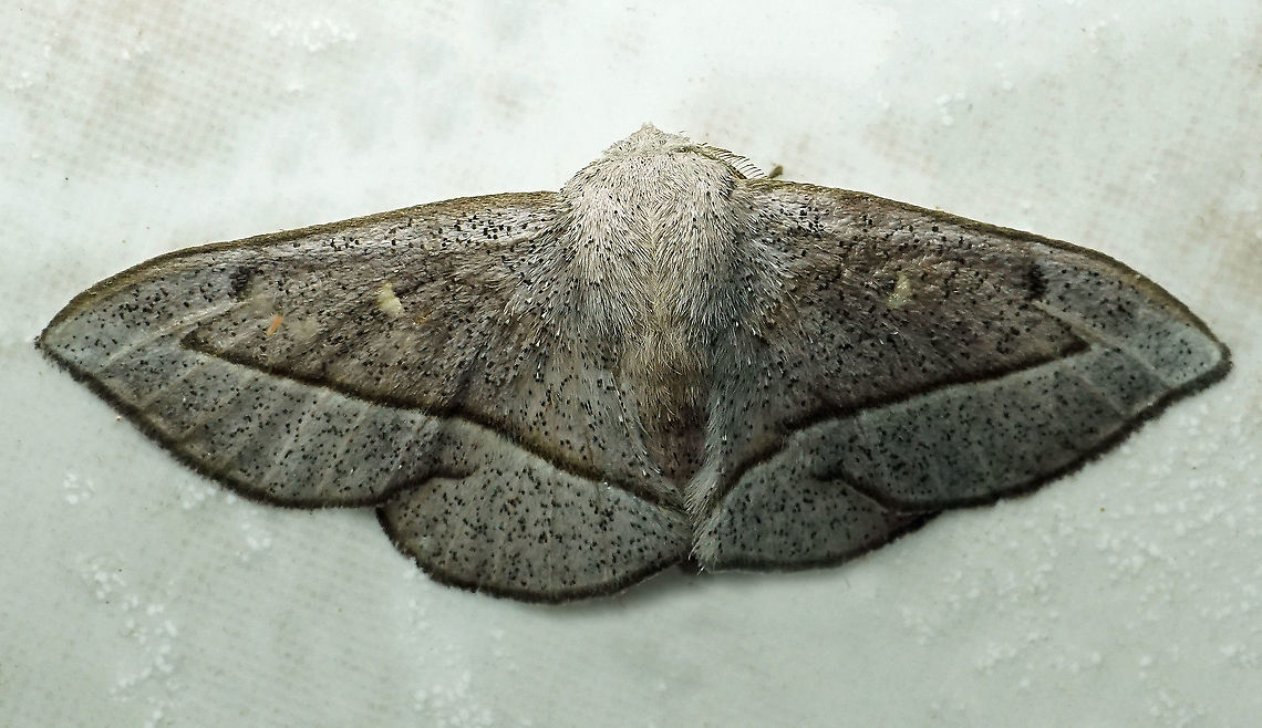 #757 Dapa, Valle Del Cauca<br />
2100m