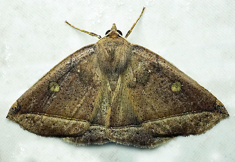 #758 Dapa, Valle Del Cauca
2100m