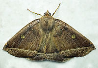 #758 Dapa, Valle Del Cauca<br />
2100m