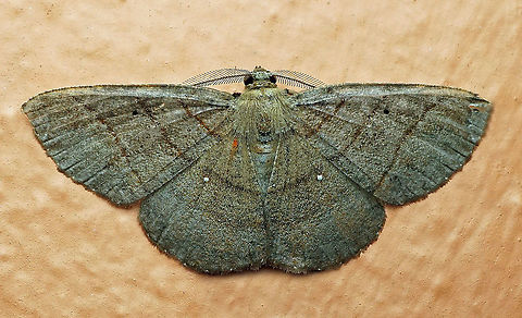 Thysanopyga cermala Dapa, Valle Del Cauca
2100m Thysanopyga cermala