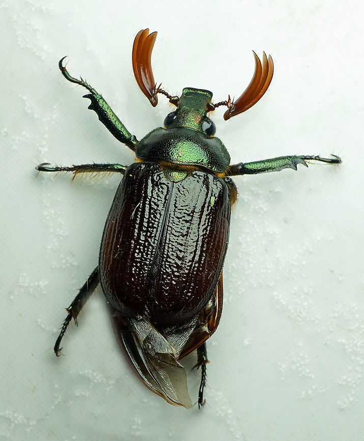 Anatista lafertei Dapa, Valle Del Cauca<br />
2100m Anatista lafertei
