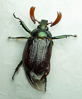 Anatista lafertei Dapa, Valle Del Cauca
2100m Anatista lafertei