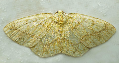 #759 Dapa, Valle Del Cauca
2100m