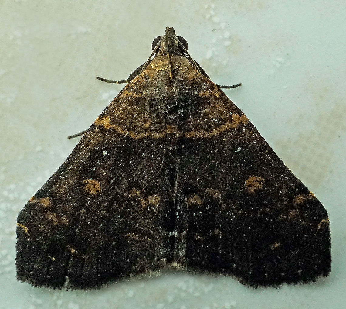 #760 Dapa, Valle Del Cauca<br />
2100m