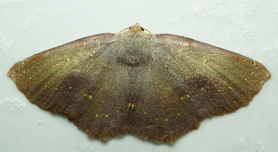 #761 Dapa, Valle Del Cauca<br />
2100m