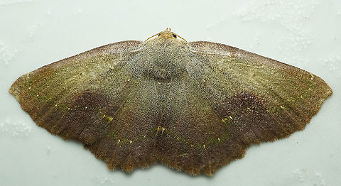 #761 Dapa, Valle Del Cauca
2100m