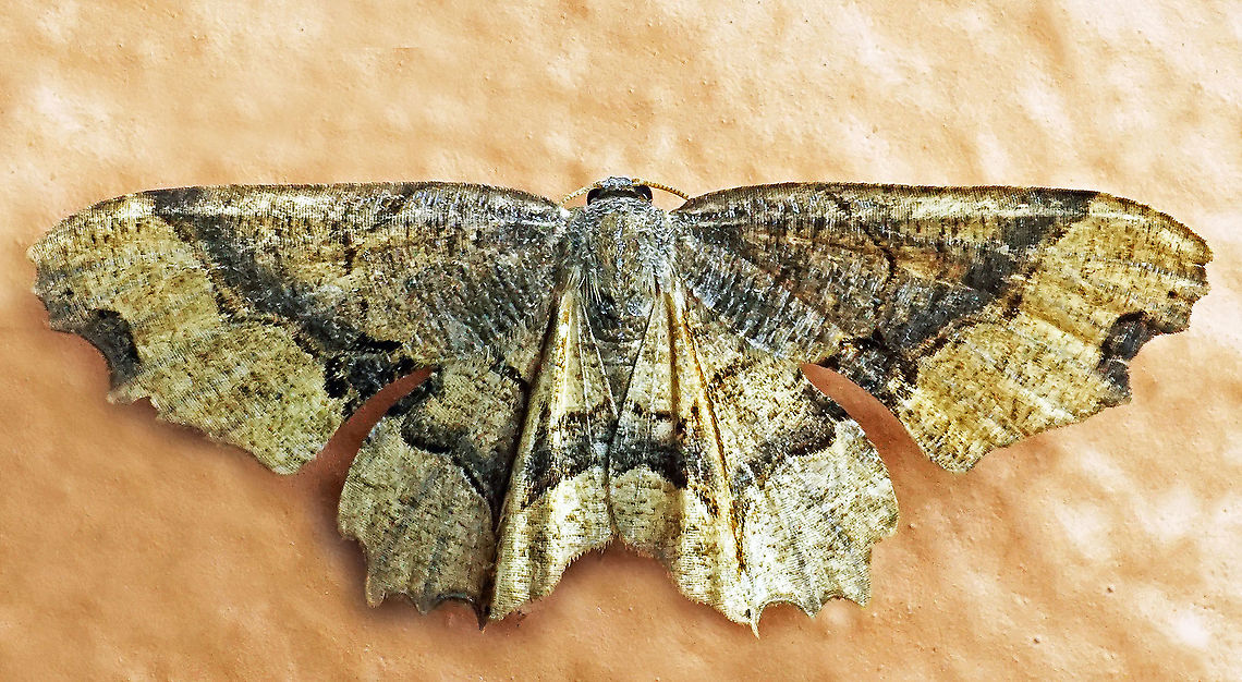 #762 Dapa, Valle Del Cauca<br />
2100m