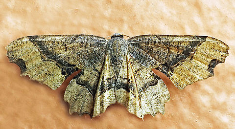 #762 Dapa, Valle Del Cauca
2100m