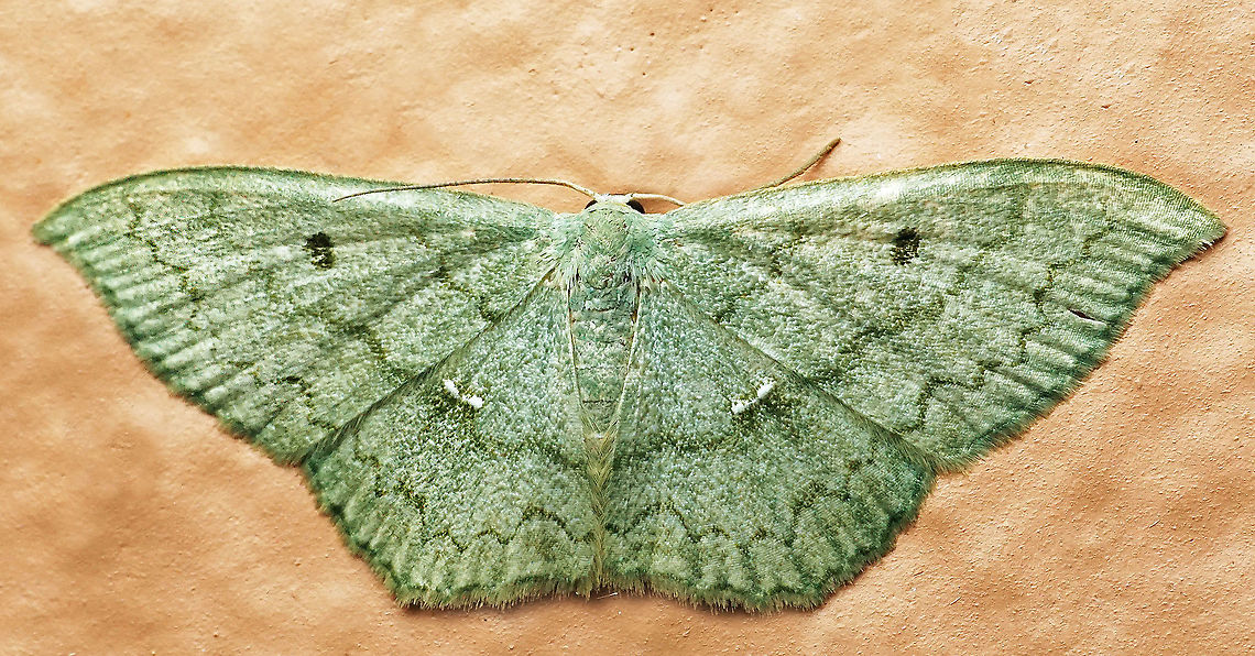 #763 Dapa, Valle Del Cauca<br />
2100m