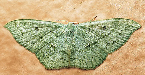 #763 Dapa, Valle Del Cauca
2100m