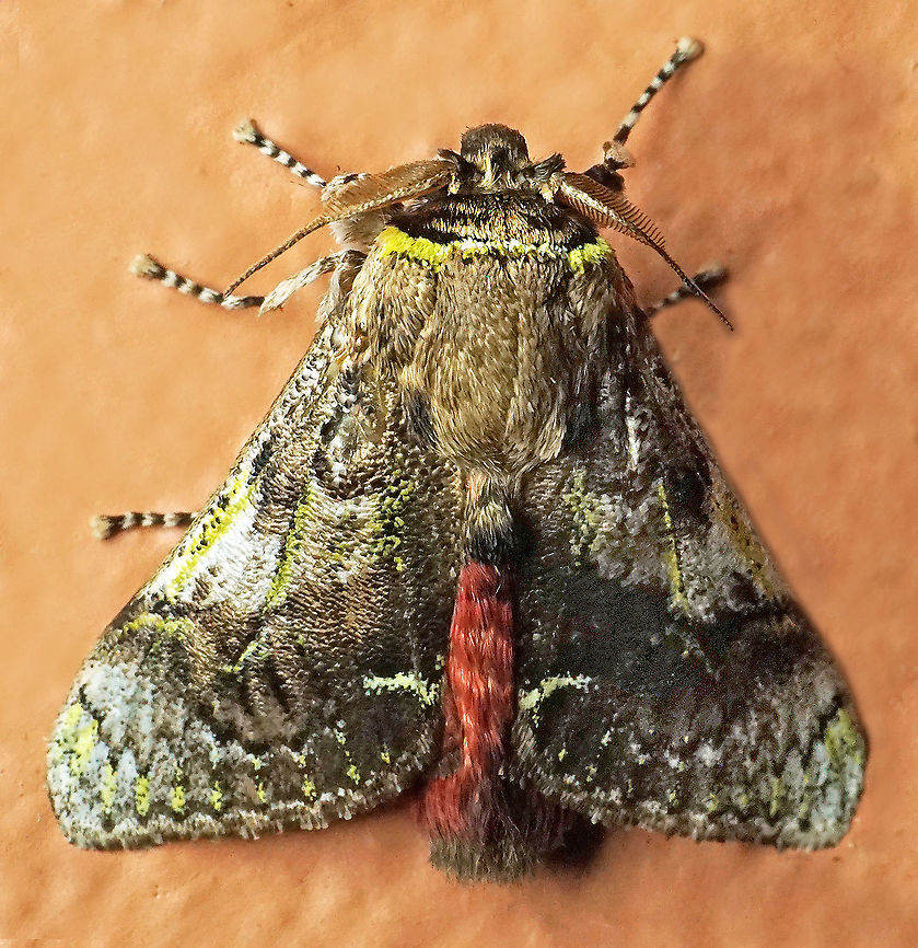 Aididae - Aidos yamouna Dapa, Valle Del Cauca<br />
2100m Aidos yamouna
