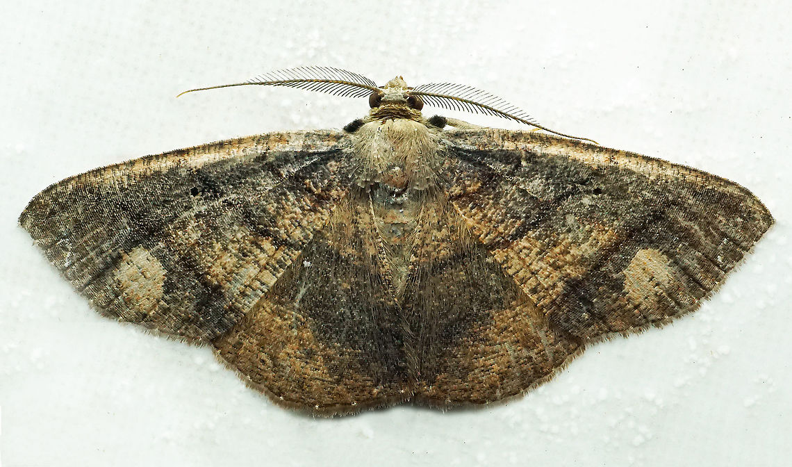 #765 Dapa, Valle Del Cauca<br />
2100m