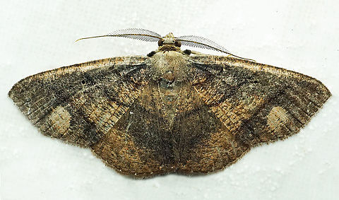 #765 Dapa, Valle Del Cauca
2100m