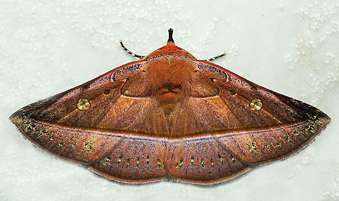 #766 Dapa, Valle Del Cauca
2100m