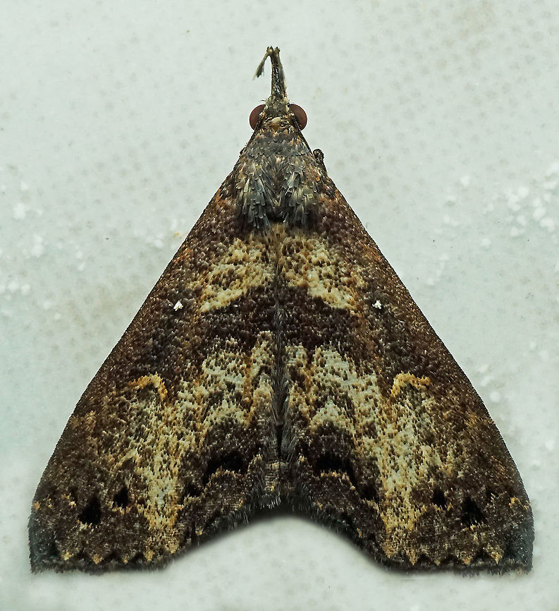 #767 Dapa, Valle Del Cauca<br />
2100m