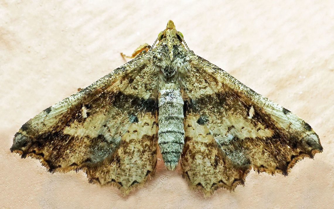 #770 Dapa, Valle Del Cauca<br />
2100m