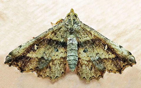 #770 Dapa, Valle Del Cauca
2100m