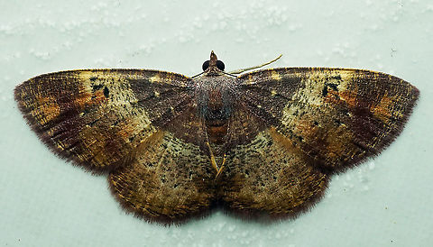 Oenoptila purpurea Dapa, Valle Del Cauca
2100m Oenoptila purpurea