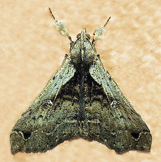 #772 Dapa, Valle Del Cauca
2100m