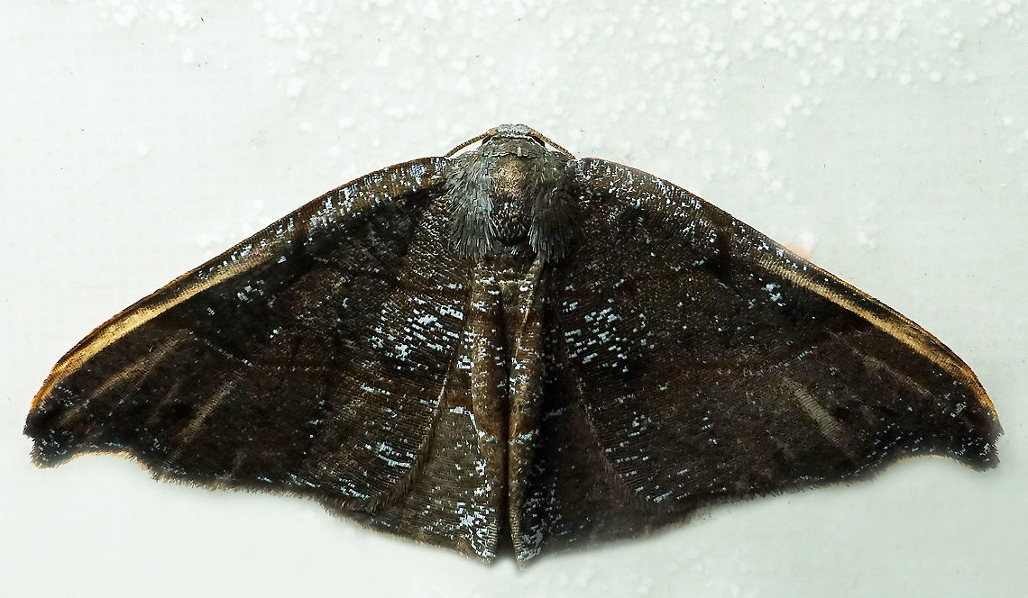 #773 Dapa, Valle Del Cauca<br />
2100m