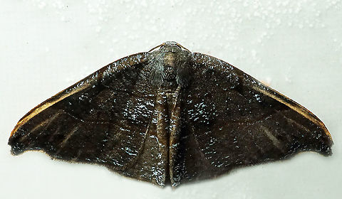 #773 Dapa, Valle Del Cauca
2100m