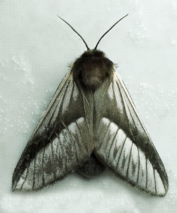 Titya noctilux Dapa, Valle Del Cauca<br />
2100m Titya noctilux