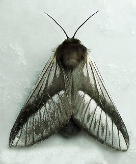 Titya noctilux Dapa, Valle Del Cauca
2100m Titya noctilux