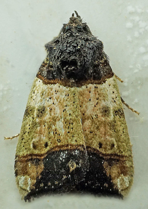 Hampsonodes sp. Dapa, Valle Del Cauca<br />
2100m