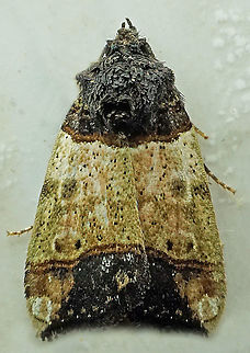 Hampsonodes sp. Dapa, Valle Del Cauca
2100m
