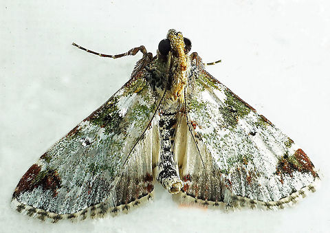 #775 Dapa, Valle Del Cauca
2100m