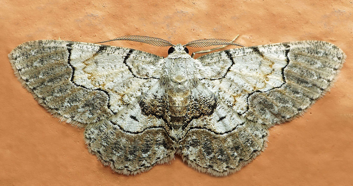 Iridopsis sp Dapa, Valle Del Cauca<br />
2100m Bent-line gray,Iridopsis larvaria