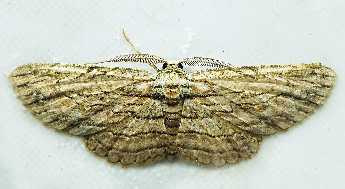 #777 Dapa, Valle Del Cauca<br />
2100m