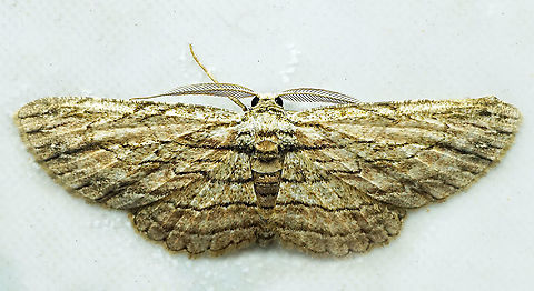 #777 Dapa, Valle Del Cauca
2100m