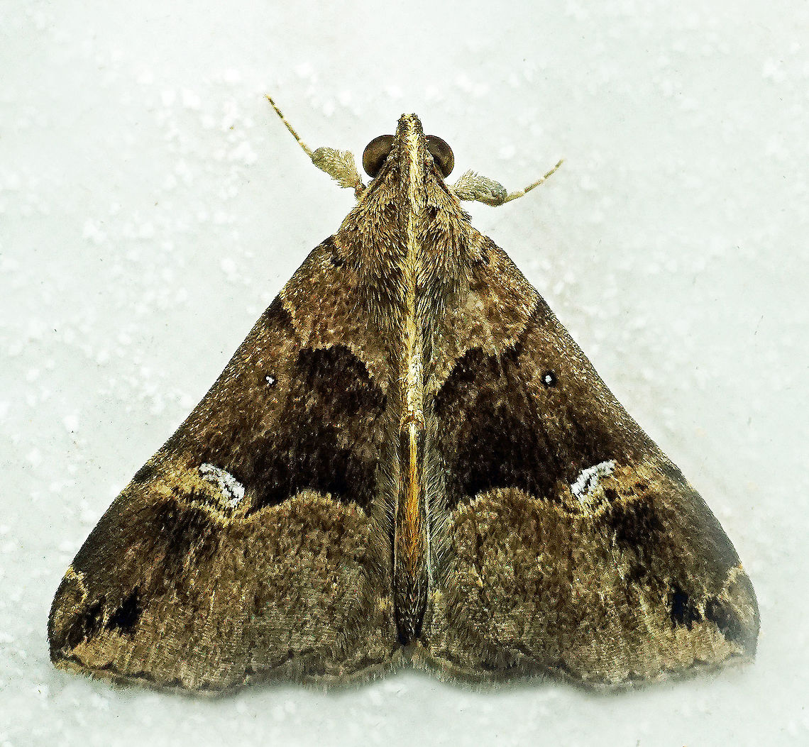 Hypena sp. Dapa, Valle Del Cauca<br />
2100m